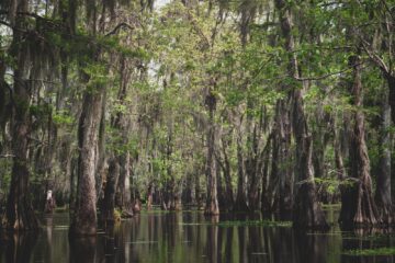 trees in body of water